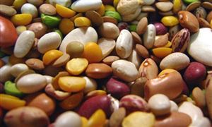 USDA預(yù)計(jì)美國(guó)將種植有史以來(lái)最大面積的大豆、玉米 2021豆類種植產(chǎn)業(yè)將加速發(fā)展