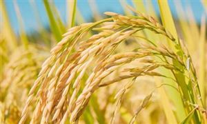 2021年全國(guó)早稻播種面積穩(wěn)中略降 中國(guó)糧食物流行業(yè)全景調(diào)研