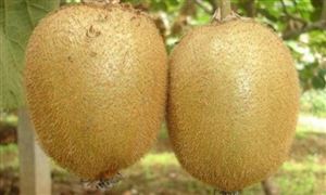 今年獼猴桃行情如何？2021最近翠香獼猴桃行情分析 各產(chǎn)區(qū)翠香獼猴桃桃價(jià)格一覽