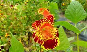 2021花卉種子行業(yè)發(fā)展現(xiàn)狀及前景分析
