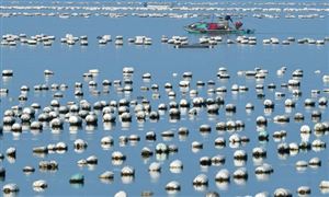 2021海水養(yǎng)殖市場調(diào)研及海水養(yǎng)殖行業(yè)分析報告