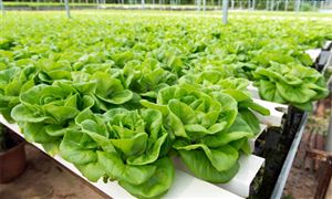水培蔬菜市場調(diào)研 2022水培蔬菜行業(yè)供需及發(fā)展前景分析