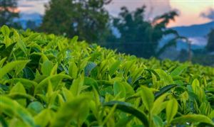 2022茶葉產(chǎn)業(yè)市場前景如何?茶葉產(chǎn)業(yè)市場行情分析
