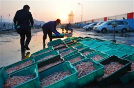 2022魷魚(yú)市場(chǎng)投資前景分析及供需格局