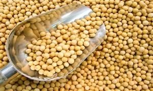 大豆加工行業(yè)市場調(diào)研 大豆加工行業(yè)未來發(fā)展方向