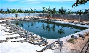 2022年鱷魚養(yǎng)殖行業(yè)發(fā)展前景及市場(chǎng)調(diào)查研究分析