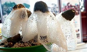 2022年食用菌行業(yè)發(fā)展前景及市場(chǎng)需求調(diào)研報(bào)告分析