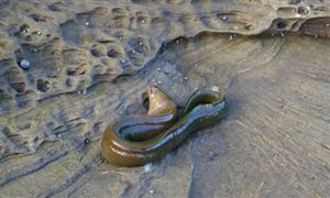 2022年鰻魚飼料行業(yè)現(xiàn)狀及發(fā)展前景分析