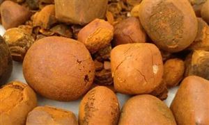 中國人工牛黃行業(yè)發(fā)展趨勢分析