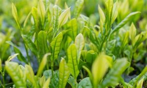 茶葉行業(yè)發(fā)展現(xiàn)狀及前景分析2022