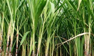 三氯蔗糖行業(yè)市場調(diào)研：三氯蔗糖和阿斯巴甜占比約過半