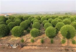 綠化苗木行業(yè)前景如何?2022綠化苗木產(chǎn)業(yè)現(xiàn)狀與未來發(fā)展趨勢