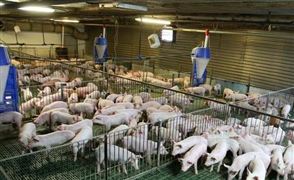 豬飼料行業(yè)發(fā)展現(xiàn)狀分析2022 豬飼料行業(yè)市場深度分析