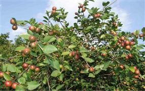 我國(guó)油茶種植面積與產(chǎn)量情況 中國(guó)油茶產(chǎn)業(yè)未來(lái)發(fā)展戰(zhàn)略研究