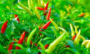 辣椒種植行業(yè)總體規(guī)模分析 辣椒行業(yè)供給預測分析2023