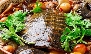 2023甲魚養(yǎng)殖行業(yè)市場投資前景預(yù)測 甲魚市場進(jìn)入穩(wěn)定發(fā)展期