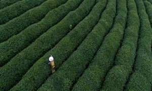 產(chǎn)業(yè)鏈條 推動(dòng)茶文旅融合發(fā)展 茶葉行業(yè)供需分析