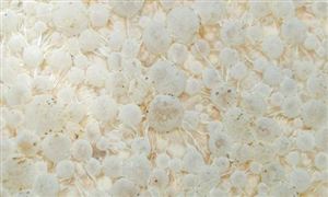 生物菌肥行業(yè)現(xiàn)狀及發(fā)展前景分析2023