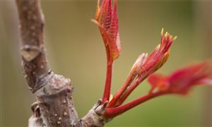 香椿種植行業(yè)發(fā)展現(xiàn)狀 香椿種植行業(yè)未來該如何發(fā)展