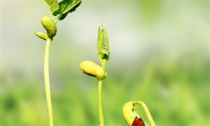 鮮花電商市場(chǎng)調(diào)研 鮮花電商行業(yè)融資前景預(yù)測(cè)
