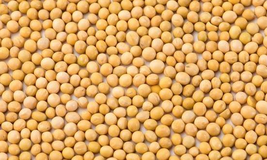 大豆深加工行業(yè)發(fā)展趨勢 大豆深加工行業(yè)深度分析及投資戰(zhàn)略研究2023