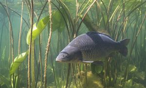 我國淡水魚類約有800余種 養(yǎng)殖淡水魚行業(yè)市場趨勢