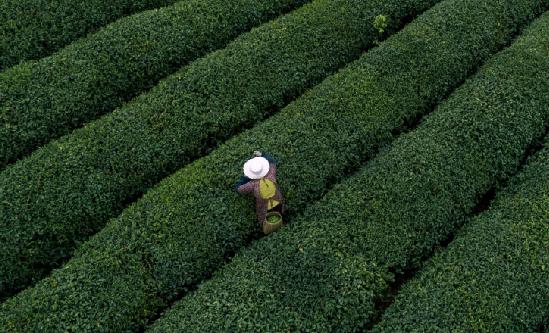 茶旅一體化行業(yè)研究 各地茶莊園加快茶旅一體化建設(shè)2023