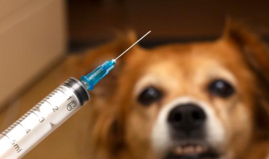 中國(guó)狂犬疫苗行業(yè)市場(chǎng)調(diào)研2023  狂犬疫苗出口市場(chǎng)廣闊