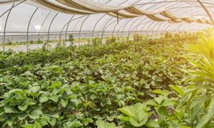 2023年豆角種植前景如何 豆角種植行業(yè)發(fā)展趨勢分析
