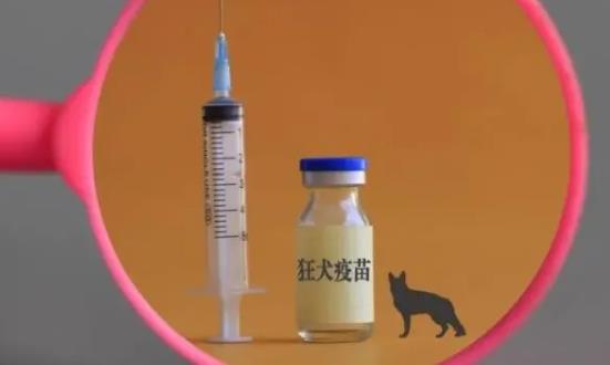 狂犬疫苗市場(chǎng)供給 狂犬疫苗行業(yè)發(fā)展現(xiàn)狀前景分析2023