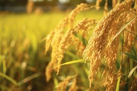 黑海港口農(nóng)產(chǎn)品外運(yùn)協(xié)議終止 國際主要糧食價(jià)格上漲