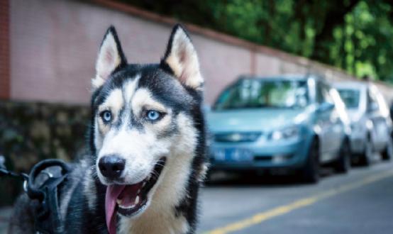 2023年狂犬疫苗行業(yè)市場(chǎng)深度調(diào)研 兩部門(mén)印發(fā)狂犬病暴露預(yù)防處置工作規(guī)范