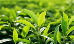 中國茶葉市場競爭日益加劇 中國茶產(chǎn)業(yè)培育并拓展了多個新增長領(lǐng)域