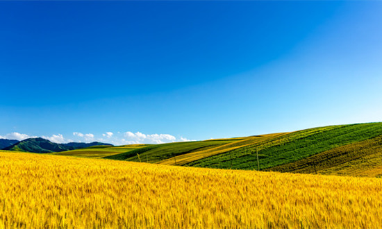 新疆農(nóng)業(yè)行業(yè)市場(chǎng)發(fā)展分析：2024年新疆糧食生產(chǎn)目標(biāo)再增100萬噸