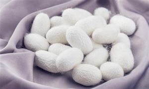 蠶絲行業(yè)深度分析及市場未來需求趨勢預(yù)測2024