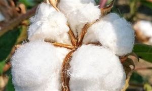 棉花行業(yè)發(fā)展分析 新疆棉花主要質(zhì)量指標(biāo)達(dá)近五年來最好水平