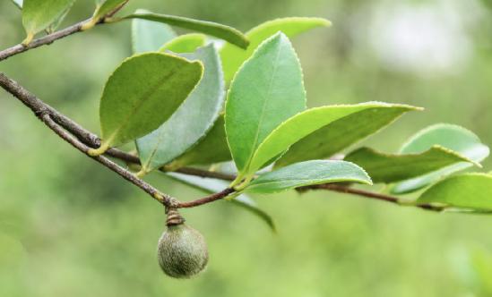 2024年山茶油產(chǎn)業(yè)現(xiàn)狀分析及行業(yè)發(fā)展環(huán)境分析