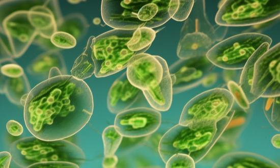2024年中國微生物技術市場規(guī)模與發(fā)展趨勢預測