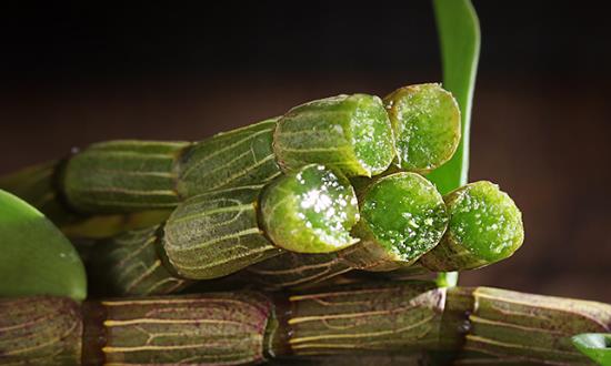鐵皮石斛行業(yè)發(fā)展前景與投資價值