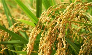 中國糧食行業(yè)深度分析：2024年糧食收購量預(yù)計(jì)8400億斤