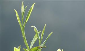 茶葉市場環(huán)境 茶葉行業(yè)發(fā)展現(xiàn)狀趨勢分析2025